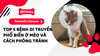 Top 5 Bệnh Di Truyền Phổ Biến Ở Mèo Và Cách Phòng Tránh