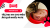 Tác Hại Khi Cho Mèo Ăn Quá Nhiều Pate?