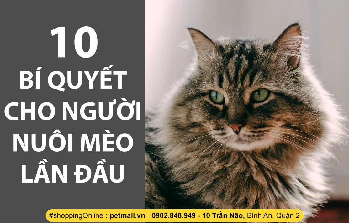 10 BÍ QUYẾT CHO NGƯỜI NUÔI MÈO LẦN ĐẦU