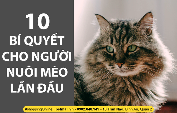 10 BÍ QUYẾT CHO NGƯỜI NUÔI MÈO LẦN ĐẦU
