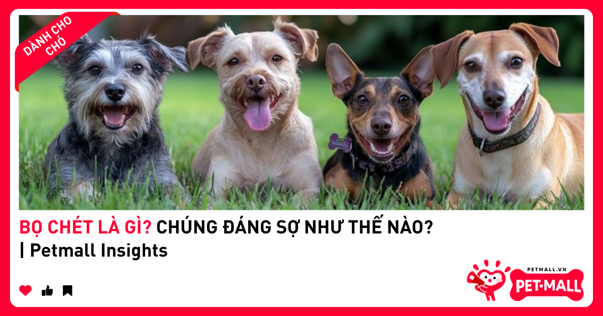 BỌ CHÉT LÀ GÌ? CHÚNG ĐÁNG SỢ NHƯ THẾ NÀO? | Petmall Insights
