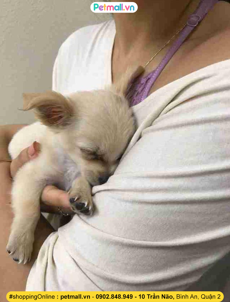 Chú chó nhỏ bị bỏ lại một mình ở sân bay, người đi qua bật khóc khi thấy bức thư chủ cũ để lại