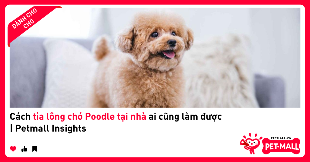 Cách tỉa lông chó Poodle tại nhà ai cũng làm được | Petmall Insights