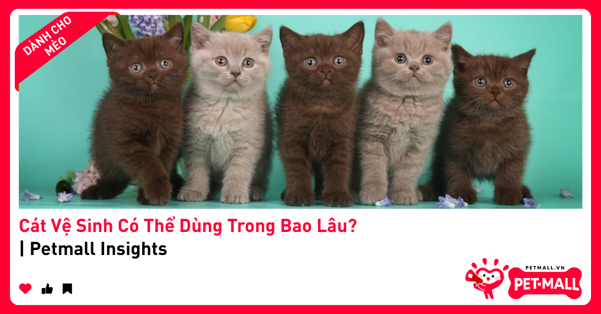Cát Vệ Sinh Có Thể Dùng Trong Bao Lâu? | Petmall Insights