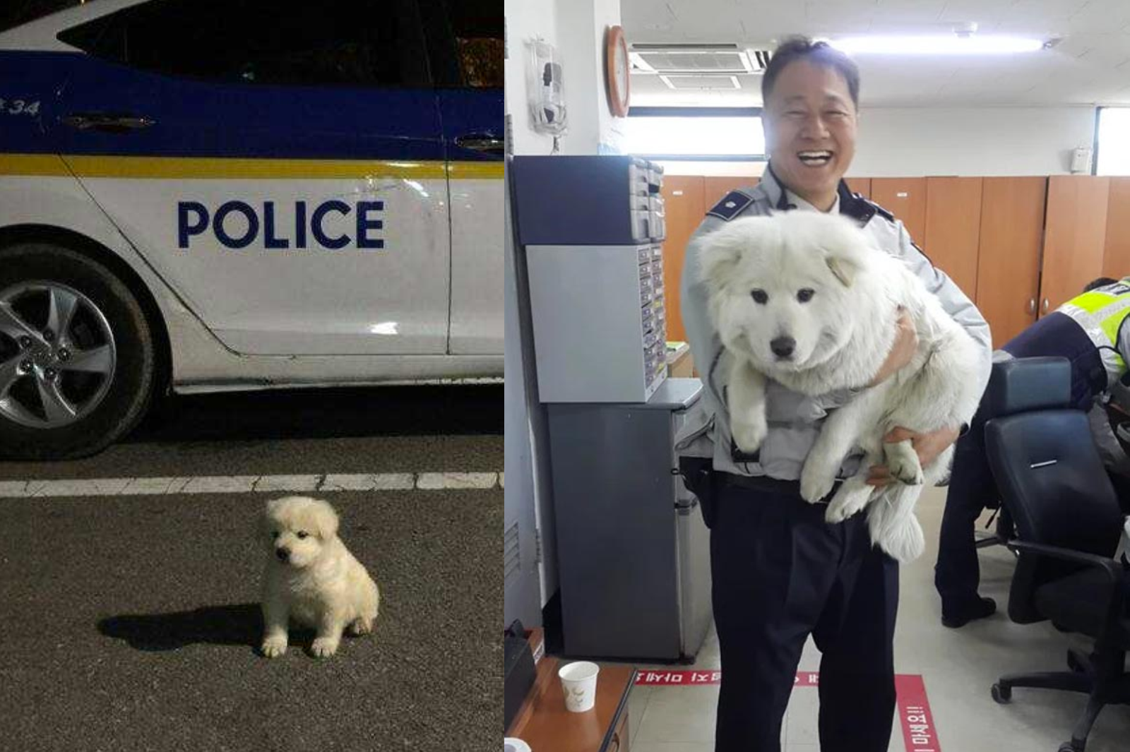 Sở cảnh sát cưu mang bé cún bị thương, không ngờ sau 1 năm em ấy biến thành ‘gã khổng lồ’