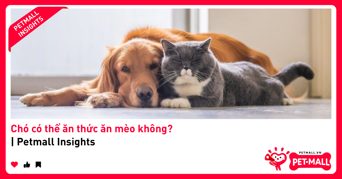 Chó có thể ăn thức ăn mèo không? | Petmall Insights