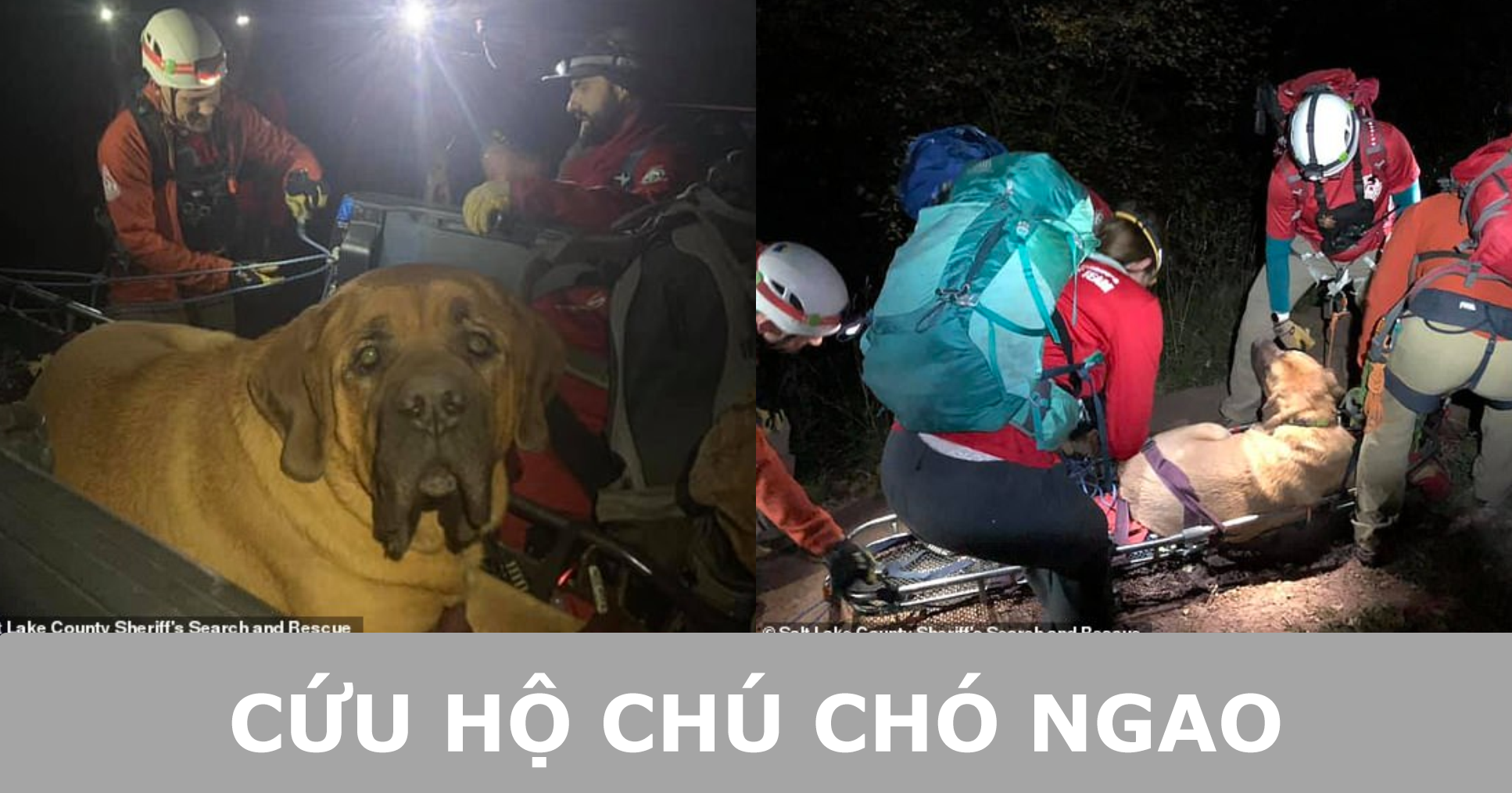 Chú chó ngao khổng lồ đi leo núi cùng chủ, cuối cùng phải gọi cứu hộ cáng xuống