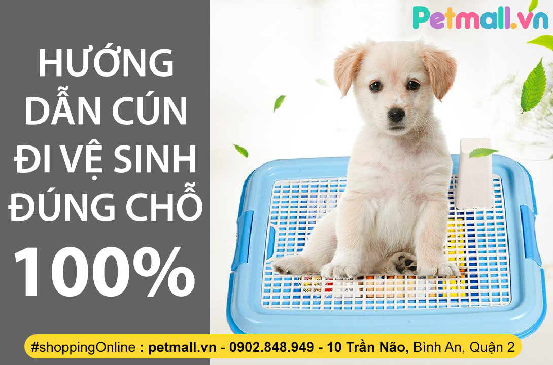 CÁCH HUẤN LUYỆN CHÓ CON ĐI VỆ SINH ĐÚNG CHỖ THÀNH CÔNG 100%