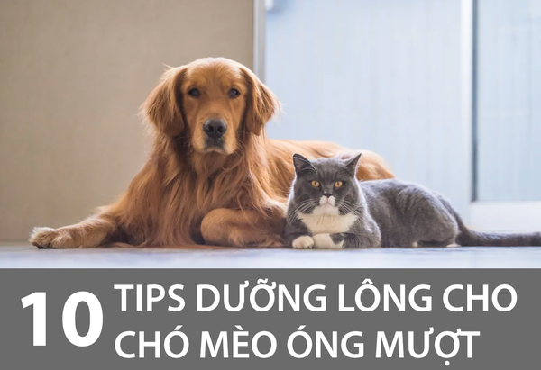 10 TIPS DƯỠNG LÔNG CHO THÚ CƯNG LUÔN ÓNG MƯỢT
