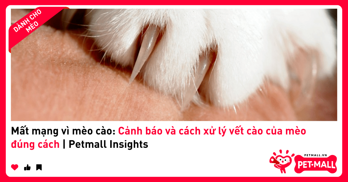Mất mạng vì mèo cào: Cảnh báo và cách xử lý vết cào của mèo đúng cách | Petmall Insights