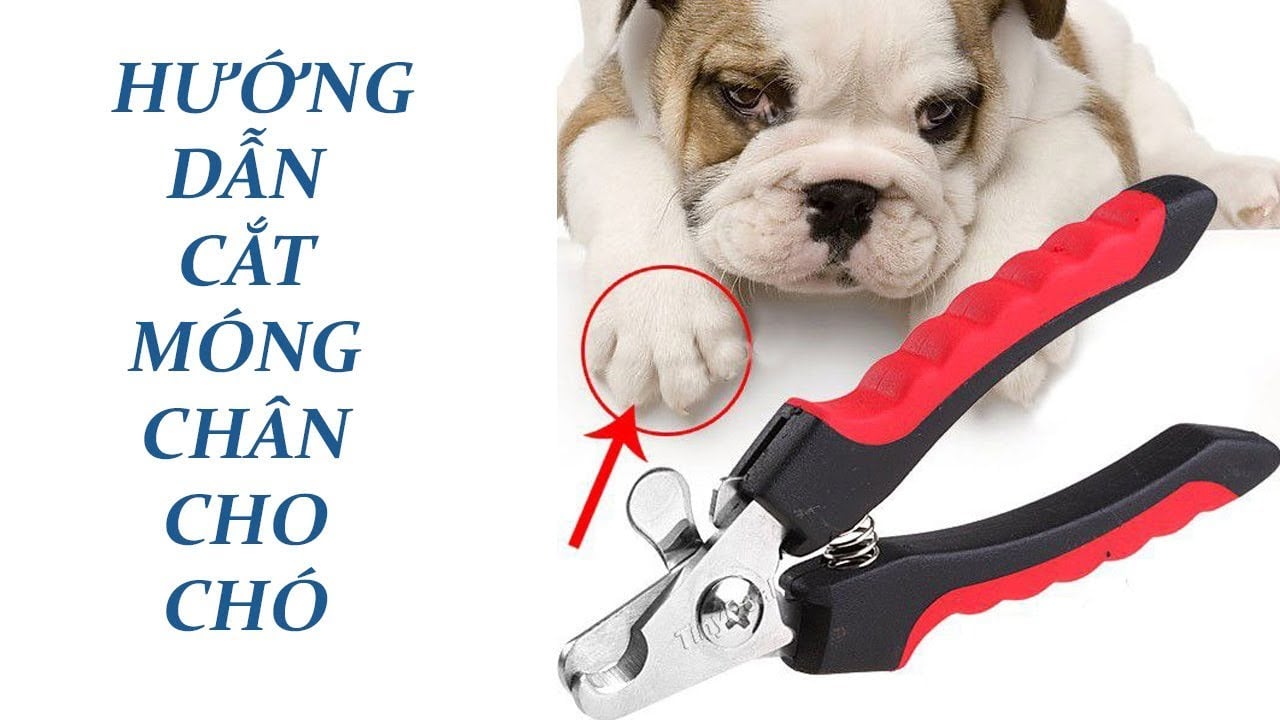 9 tips nhỏ làm việc cắt móng chân cho chó thật dễ dàng và hiệu quả
