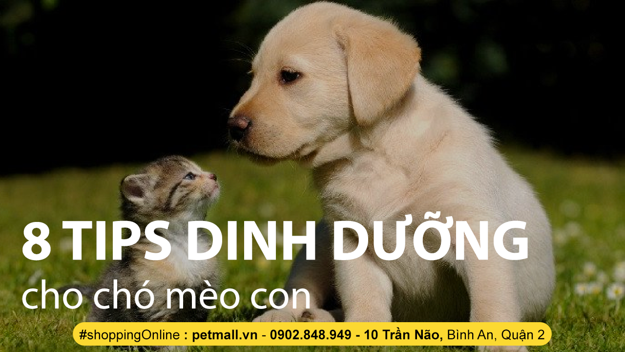 8 TIPS DINH DƯỠNG CHO CHÓ CON PUPPY VÀ MÈO CON KITTEN