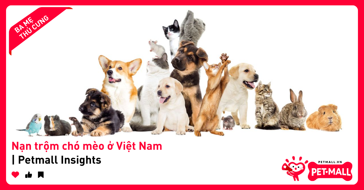 Nạn trộm chó mèo ở Việt Nam | Petmall Insights