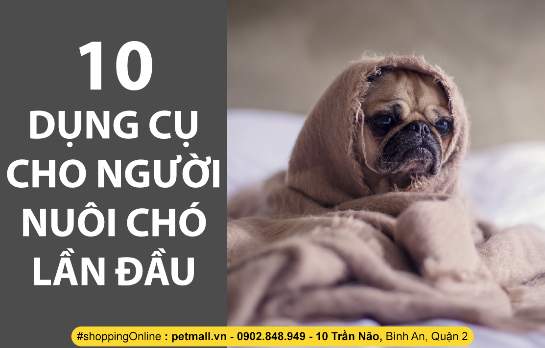 10 DỤNG CỤ CHO NGƯỜI NUÔI CHÓ LẦN ĐẦU