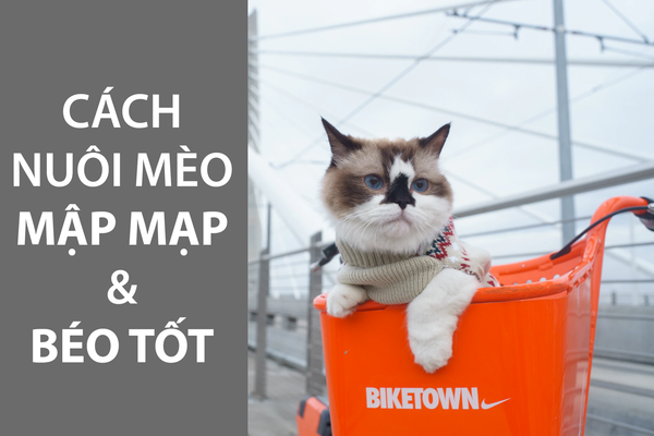 HƯỚNG DẪN NUÔI MÈO MẬP MẠP & BÉO TỐT