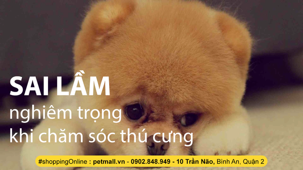SAI LẦM NGHIÊM TRỌNG KHI CHĂM SÓC CÚN CƯNG