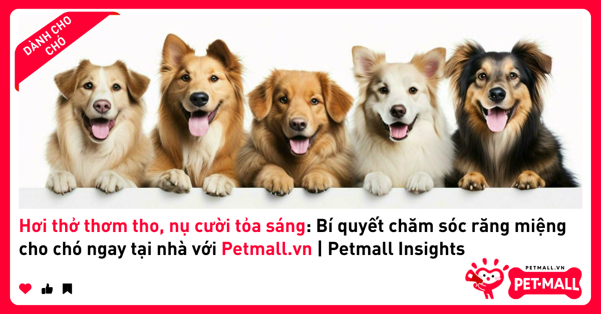 Hơi thở thơm tho, nụ cười tỏa sáng: Bí quyết chăm sóc răng miệng cho chó ngay tại nhà với Petmall.vn | Petmall Insights