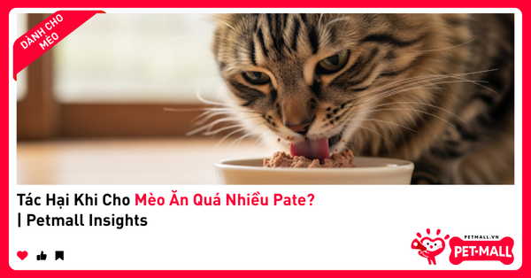 Tác Hại Khi Cho Mèo Ăn Quá Nhiều Pate? | Petmall Insights