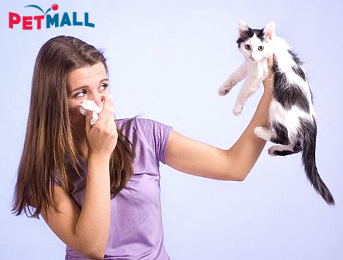 NGUYÊN NHÂN VÀ CÁCH GIẢI QUYẾT KHI MÈO CÓ MÙI HÔI