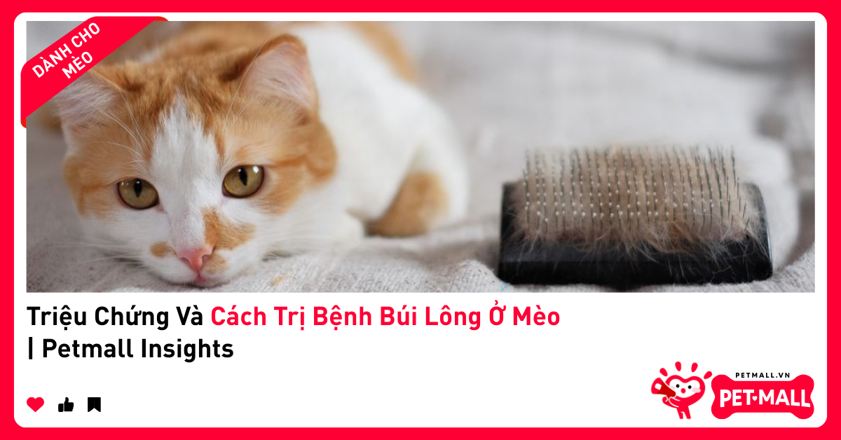 Triệu Chứng Và Cách Trị Bệnh Búi Lông Ở Mèo | Petmall Insights