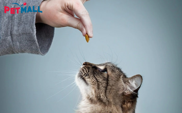 CÁC CÁCH  HUẤN LUYỆN MÈO TẠI NHÀ