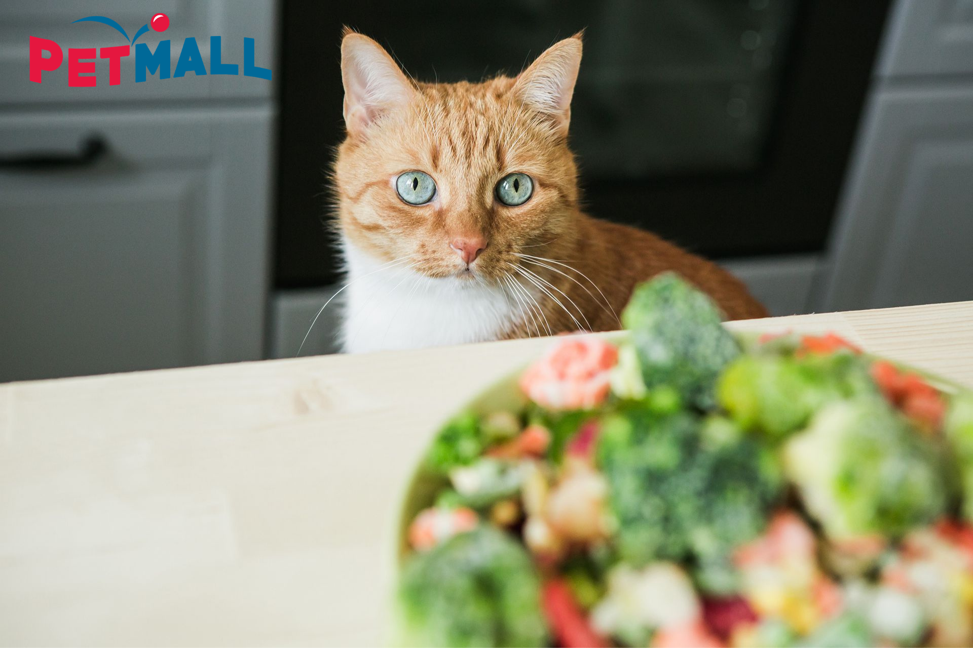 Hãy dừng lại nếu bạn đang cho chó mèo ăn chay