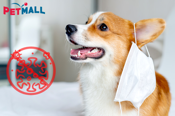 ĐIỀU CHỦ NUÔI CẦN BIẾT TRONG MÙA DỊCH COVID-19