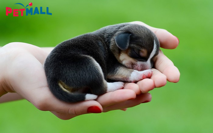 CHĂM SÓC CHO CHÓ CON MỚI SINH PHÁT TRIỂN KHỎE MẠNH