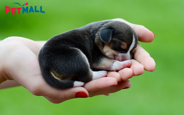 CHĂM SÓC CHO CHÓ CON MỚI SINH PHÁT TRIỂN KHỎE MẠNH