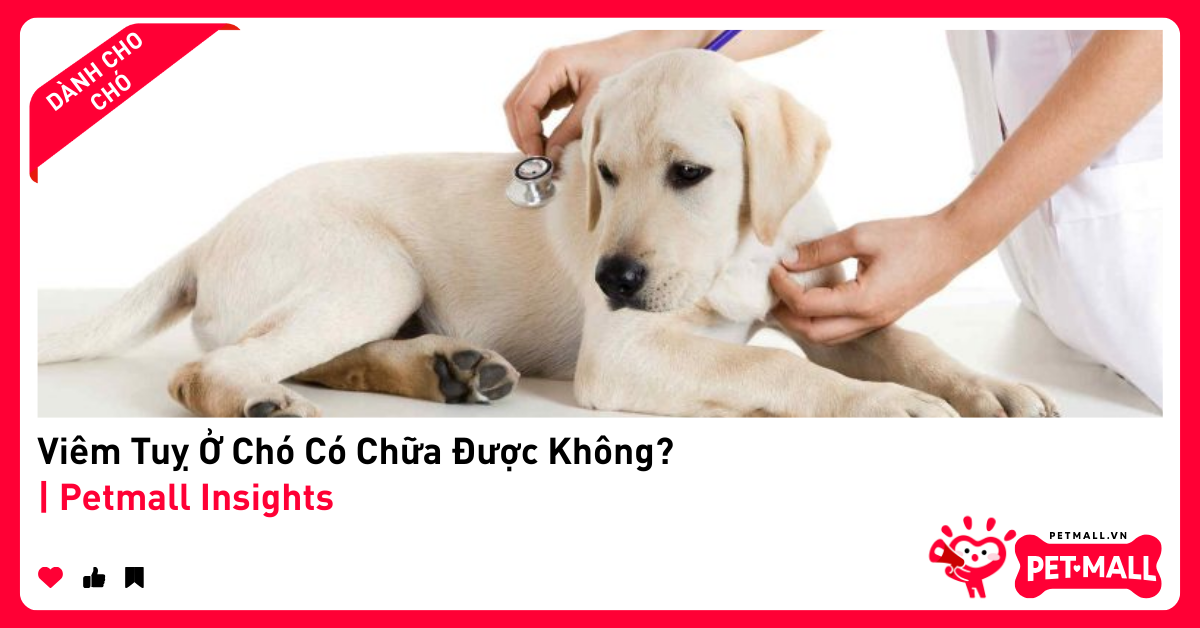 Viêm Tuỵ Ở Chó Có Chữa Được Không? | Petmall Insights