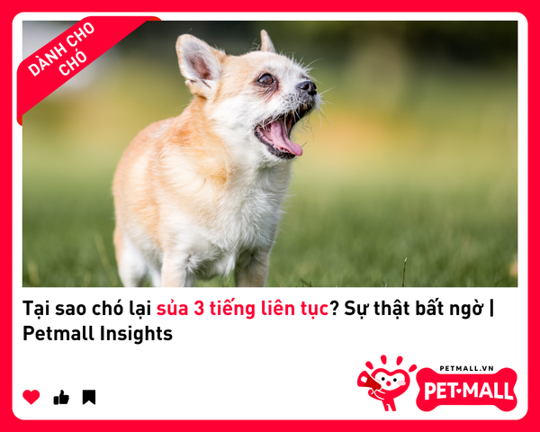 Tại Sao Chó Lại Sủa 3 Tiếng Liên Tục? Sự Thật Bất Ngờ | Petmall Insights