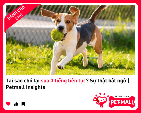 Tại Sao Chó Lại Sủa 3 Tiếng Liên Tục? Sự Thật Bất Ngờ | Petmall Insights