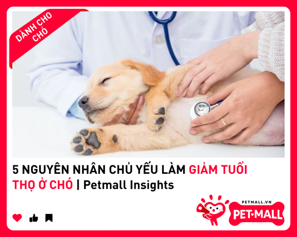 5 NGUYÊN NHÂN CHỦ YẾU LÀM GIẢM TUỔI THỌ Ở CHÓ | Petmall Insights