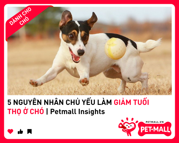 5 NGUYÊN NHÂN CHỦ YẾU LÀM GIẢM TUỔI THỌ Ở CHÓ | Petmall Insights