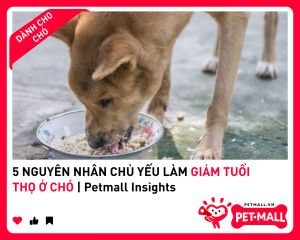 5 NGUYÊN NHÂN CHỦ YẾU LÀM GIẢM TUỔI THỌ Ở CHÓ | Petmall Insights