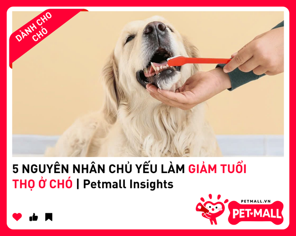 5 NGUYÊN NHÂN CHỦ YẾU LÀM GIẢM TUỔI THỌ Ở CHÓ | Petmall Insights