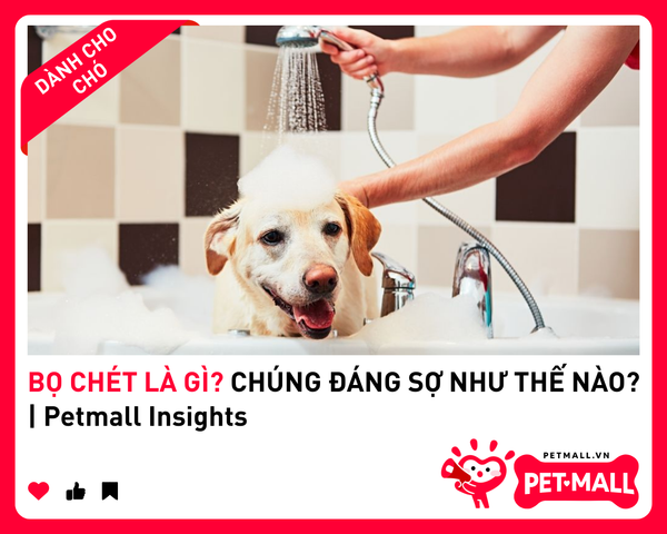 BỌ CHÉT LÀ GÌ? CHÚNG ĐÁNG SỢ NHƯ THẾ NÀO? | Petmall Insights