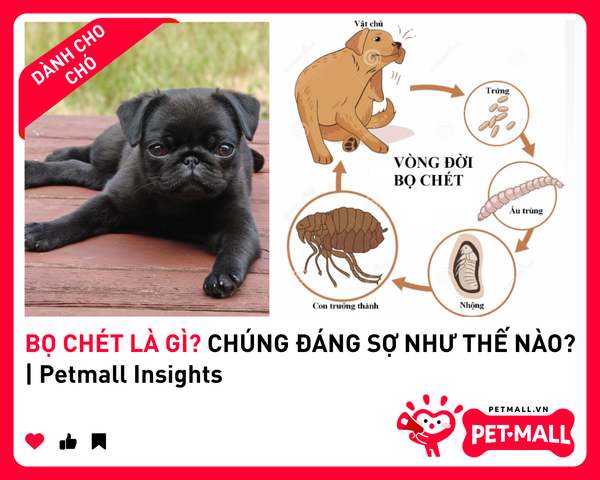 BỌ CHÉT LÀ GÌ? CHÚNG ĐÁNG SỢ NHƯ THẾ NÀO? | Petmall Insights