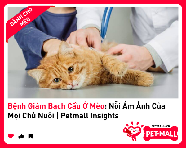 Bệnh Giảm Bạch Cầu Ở Mèo: Nỗi Ám Ảnh Của Mọi Chủ Nuôi | Petmall Insights