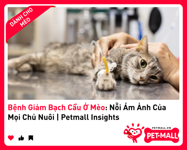 Bệnh Giảm Bạch Cầu Ở Mèo: Nỗi Ám Ảnh Của Mọi Chủ Nuôi | Petmall Insights