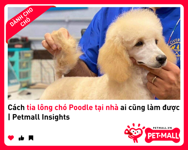 Cách tỉa lông chó Poodle tại nhà ai cũng làm được | Petmall Insights