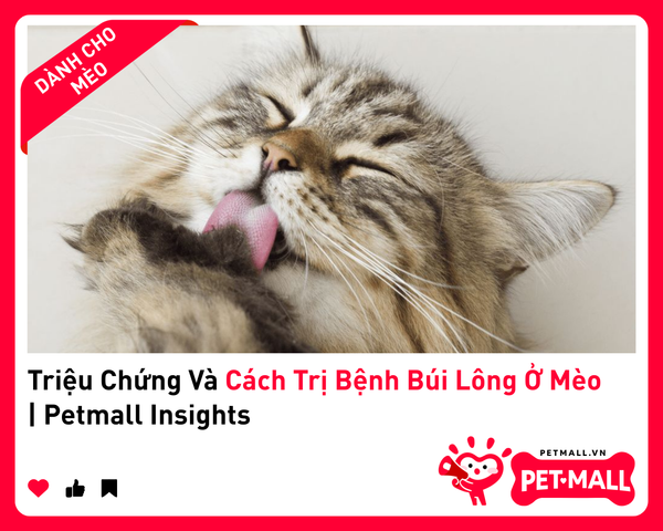 Triệu Chứng Và Cách Trị Bệnh Búi Lông Ở Mèo | Petmall Insights