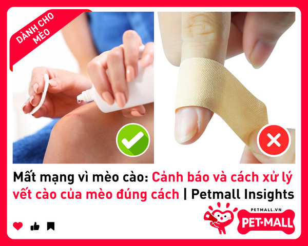 Mất mạng vì mèo cào: Cảnh báo và cách xử lý vết cào của mèo đúng cách | Petmall Insights
