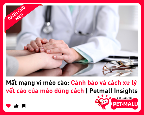 Mất mạng vì mèo cào: Cảnh báo và cách xử lý vết cào của mèo đúng cách | Petmall Insights