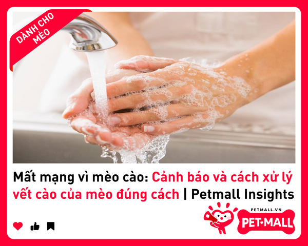 Mất mạng vì mèo cào: Cảnh báo và cách xử lý vết cào của mèo đúng cách | Petmall Insights