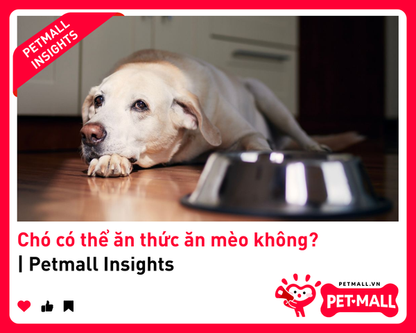 Chó có thể ăn thức ăn mèo không? | Petmall Insights
