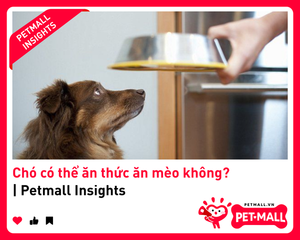 Chó có thể ăn thức ăn mèo không? | Petmall Insights
