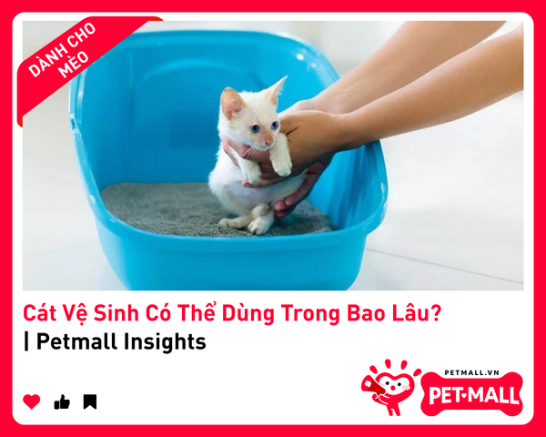 Cát Vệ Sinh Có Thể Dùng Trong Bao Lâu? | Petmall Insights