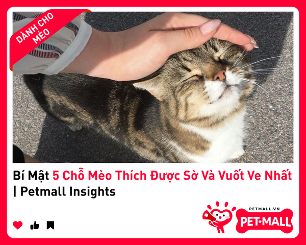 Bí Mật 5 Chỗ Mèo Thích Được Sờ Và Vuốt Ve Nhất | Petmall Insights
