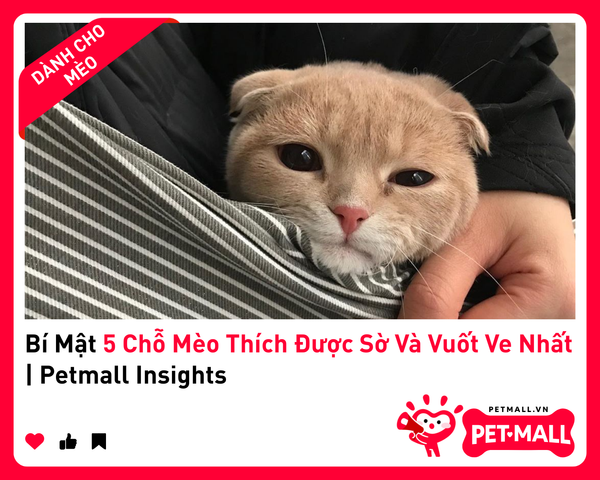 Bí Mật 5 Chỗ Mèo Thích Được Sờ Và Vuốt Ve Nhất | Petmall Insights